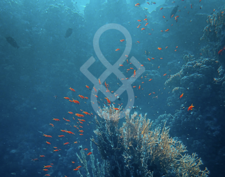 open bazar for drug development ip nft